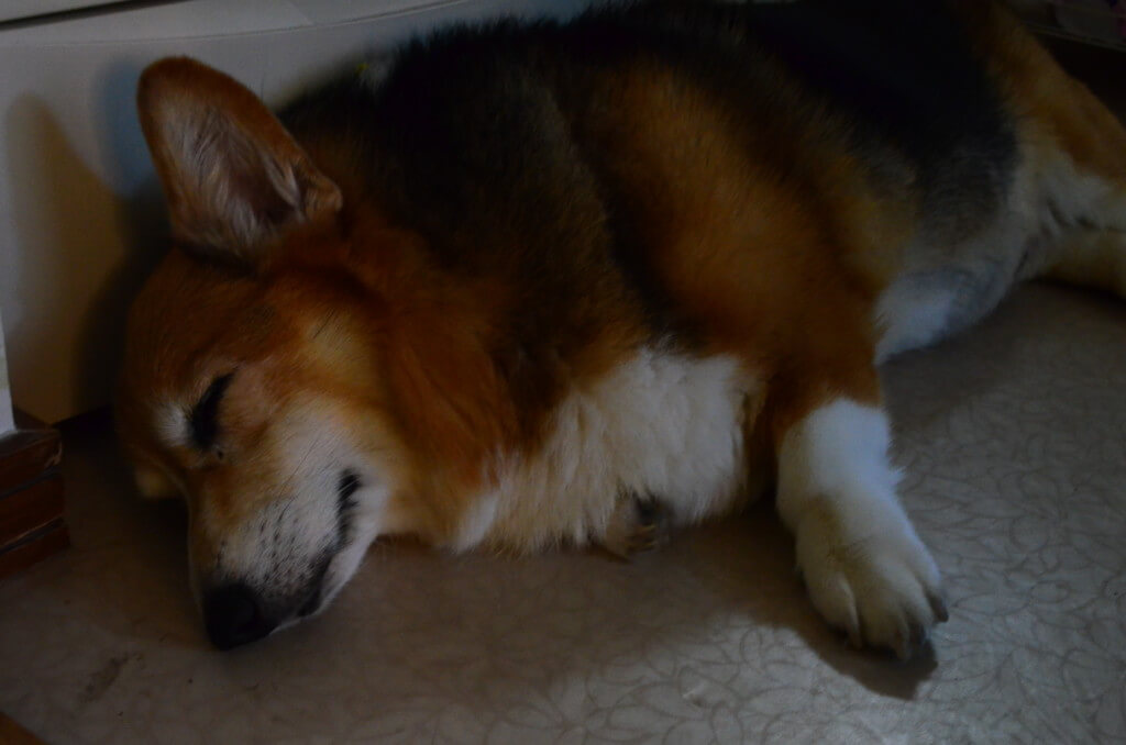 犬がいつも寝ているけど犬の睡眠時間の平均は？